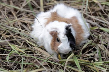 Yetişkin bir dişi gine çayırda yiyecek arıyor. Bu kemirgen memelinin bilimsel adı Cavia Porcellus..