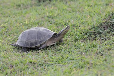 Bir Güneydoğu Asya kaplumbağası günlük aktivitelerine başlamadan önce çayırda güneşleniyor. Bu sürüngenin bilimsel adı Cuora amboinensis..