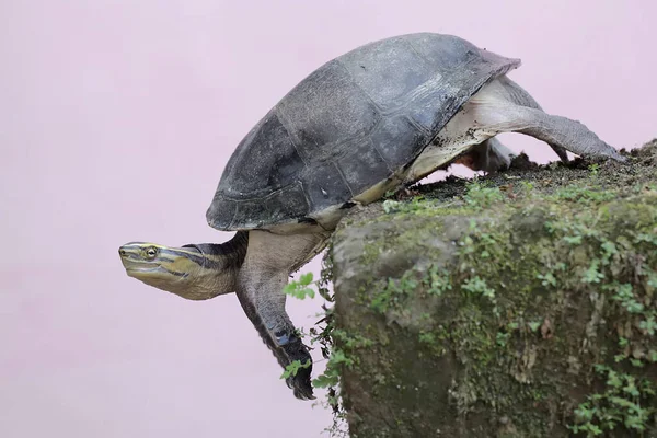 An Amboina box turtle or Southeast Asian box turtle is looking for food on a rock overgrown with moss. This shelled reptile has the scientific name Coura amboinensis.