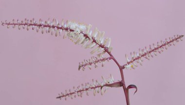 Lahana palmiye çiçeğinin güzelliği. Pembe renklerle bembeyaz. Bu bitkinin bilimsel adı Cordyline fruticosa.