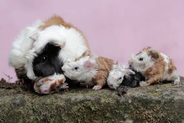 Yetişkin bir dişi kobay büyük bir mücadele içinde bir bebek doğuruyor. Bu kemirgen memelinin bilimsel adı Cavia Porcellus..