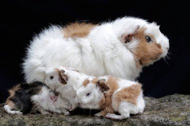 Yetişkin bir dişi kobay yeni doğan bebeklerini emziriyor. Bu kemirgen memelinin bilimsel adı Cavia Porcellus..
