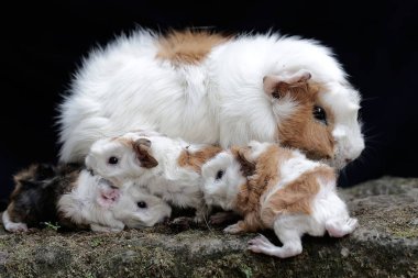 Yetişkin bir dişi kobay yeni doğan bebeklerini emziriyor. Bu kemirgen memelinin bilimsel adı Cavia Porcellus..