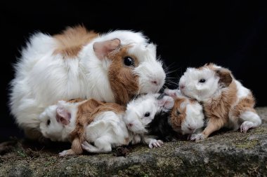 Yetişkin bir dişi kobay yeni doğan bebeklerini emziriyor. Bu kemirgen memelinin bilimsel adı Cavia Porcellus..