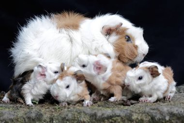 Yetişkin bir dişi kobay yeni doğan bebeklerini emziriyor. Bu kemirgen memelinin bilimsel adı Cavia Porcellus..