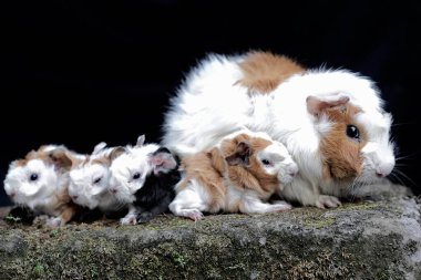Yetişkin bir dişi kobay yeni doğan bebeklerini emziriyor. Bu kemirgen memelinin bilimsel adı Cavia Porcellus..