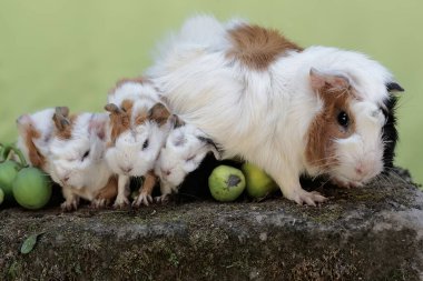 Yetişkin bir dişi kobay yeni doğan bebeklerini emziriyor. Bu kemirgen memelinin bilimsel adı Cavia Porcellus..
