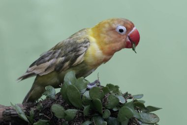 Bir aşk kuşu yıpranmış bir ağaç gövdesinde dinleniyor. Gerçek aşkın sembolü olarak kullanılan bu kuşun bilimsel adı Agapornis fischeri..