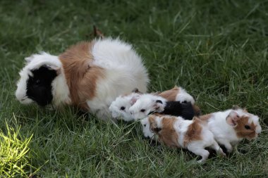 Yetişkin bir dişi kobay yeni doğmuş bebekleriyle ot yiyor. Bu kemirgen memelinin bilimsel adı Cavia Porcellus..