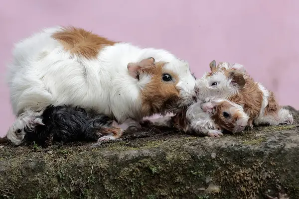 An adult female guinea pig is nursing her newborn babies. This rodent mammal has the scientific name Cavia porcellus.
