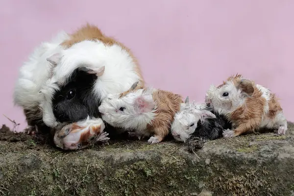 Yetişkin bir dişi kobay büyük bir mücadele içinde bir bebek doğuruyor. Bu kemirgen memelinin bilimsel adı Cavia Porcellus..