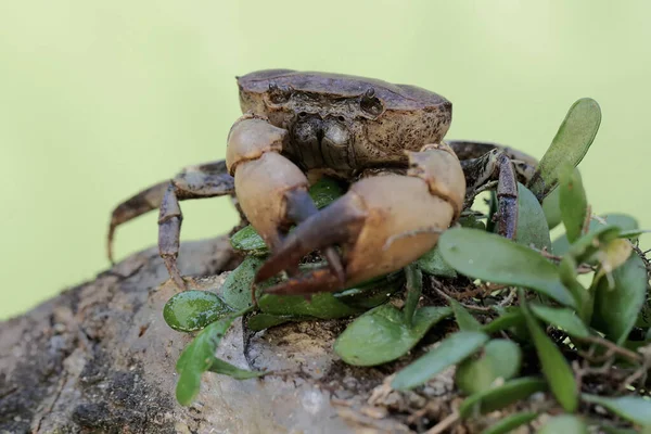 stock image A field crab shows an expression ready to attack. This animal has the scientific name Parathelphusa convexa. 