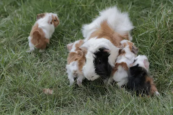 An adult female guinea pig eating grass with her newborn babies. This rodent mammal has the scientific name Cavia porcellus.