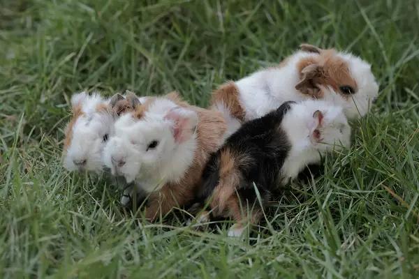 Bir sürü yeni doğmuş kobay bebeğin sevimli ve tapılası görüntüsü. Bu kemirgen memelinin bilimsel adı Cavia Porcellus..