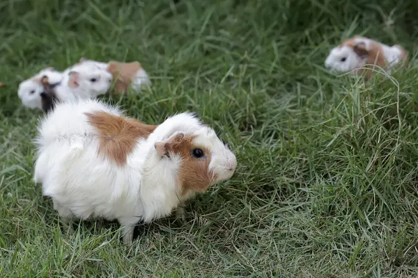 An adult female guinea pig eating grass with her newborn babies. This rodent mammal has the scientific name Cavia porcellus.