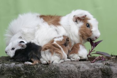 Yetişkin bir dişi kobay yeni doğan bebeklerini emziriyor. Bu kemirgen memelinin bilimsel adı Cavia Porcellus..