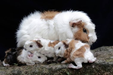 Yetişkin bir dişi kobay yeni doğan bebeklerini emziriyor. Bu kemirgen memelinin bilimsel adı Cavia Porcellus..