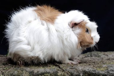Yetişkin bir dişi kobay yeni doğan bebeklerini emziriyor. Bu kemirgen memelinin bilimsel adı Cavia Porcellus..