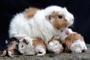 Yetişkin bir dişi kobay yeni doğan bebeklerini emziriyor. Bu kemirgen memelinin bilimsel adı Cavia Porcellus..