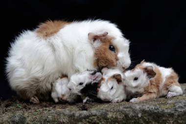 Yetişkin bir dişi kobay yeni doğan bebeklerini emziriyor. Bu kemirgen memelinin bilimsel adı Cavia Porcellus..
