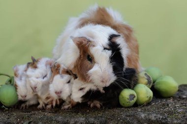 Yetişkin bir dişi kobay yeni doğan bebeklerini emziriyor. Bu kemirgen memelinin bilimsel adı Cavia Porcellus..