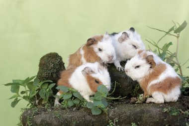 Bir sürü yeni doğmuş kobay bebeğin sevimli ve tapılası görüntüsü. Bu kemirgen memelinin bilimsel adı Cavia Porcellus..