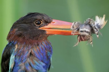 Bir Javan balıkçısı yosun kaplı bir kayanın üzerinde bıldırcın yiyor. Bu yırtıcı kuşun bilimsel adı Halcyon siyanoventris.