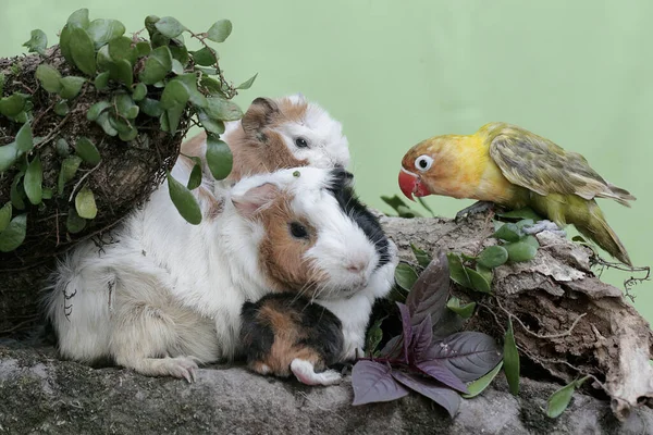 Yetişkin bir dişi kobay ve bebekleri yıpranmış bir ağaç gövdesinde küçük bir kuşla karşılaştı. Bu kemirgen memelinin bilimsel adı Cavia Porcellus..