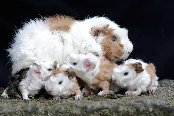 Yetişkin bir dişi kobay yeni doğan bebeklerini emziriyor. Bu kemirgen memelinin bilimsel adı Cavia Porcellus..