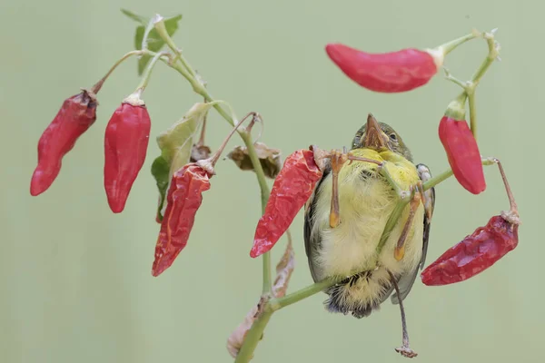 Mladý Hnědohrdý Pták Hledající Potravu Větvi Chilli Tenhle Ptáček Vědecké — Stock fotografie