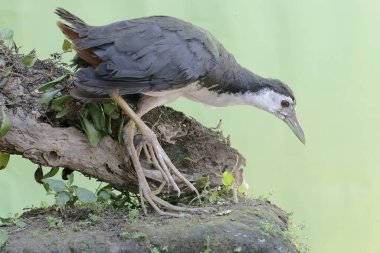 Çalılıklarda yaygın solucanları (Lumbricus terrestris) yiyen beyaz göğüslü bir su tavuğu. Bu kuşun bilimsel adı Amaurornis Phoenicurus..