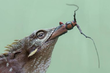 Yeşil bir ibikli kertenkele, yıpranmış ağaç gövdesindeki küçük bir böceği avlıyordu. Bu sürüngenin bilimsel adı Bronchocela jubata..