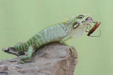 Yeşil bir ibikli kertenkele, yıpranmış ağaç gövdesindeki küçük bir böceği avlıyordu. Bu sürüngenin bilimsel adı Bronchocela jubata..