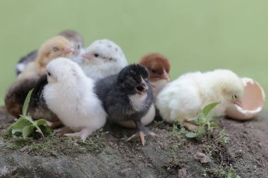 Yumurtadan yeni çıkmış birkaç yavru yuvada. Bu hayvanın bilimsel adı Gallus gallus domesticus..