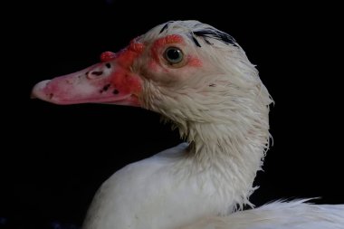 Erkek Moskovalı ördeğin yüzü gösterişli ve ağırbaşlıdır. Bu ördeğin bilimsel adı Cairina Moschata..