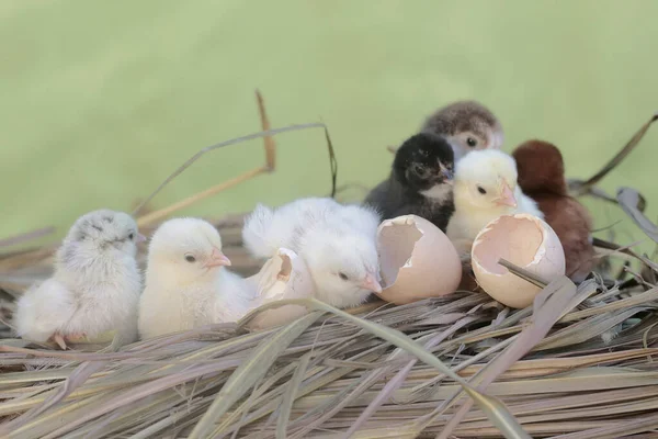 Zijn Een Aantal Pas Uitgebroede Kuikens Het Nest Dit Dier — Stockfoto