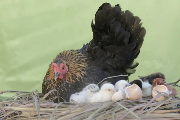 stock image A mother hen is playing with her newly hatched babies while incubating her eggs. This animal has the scientific name Gallus gallus domesticus.