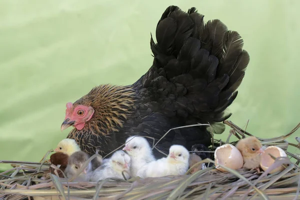 Mother Hen Playing Her Newly Hatched Babies While Incubating Her — Photo