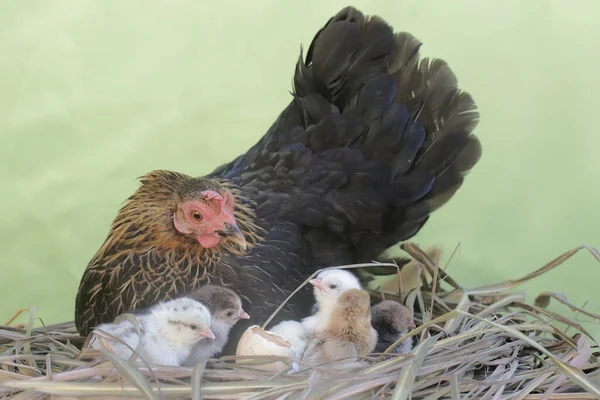 Mother Hen Playing Her Newly Hatched Babies While Incubating Her — 스톡 사진