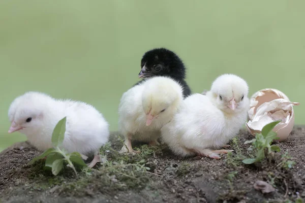 Number Newly Hatched Chicks Nest Animal Has Scientific Name Gallus — Stock Photo, Image