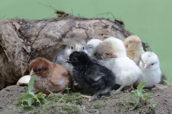 许多新孵出的小鸡都在窝里 这种动物的学名是 — 图库照片