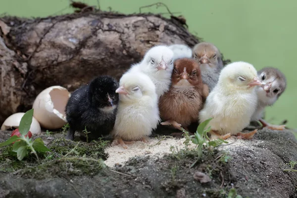 许多新孵出的小鸡都在窝里 这种动物的学名是 — 图库照片