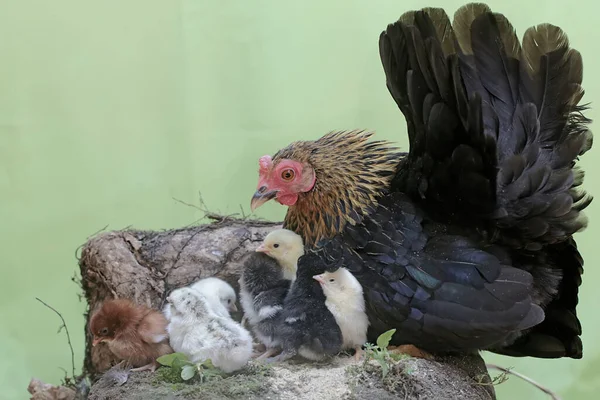 Mother Hen Playing Her Newly Hatched Babies While Incubating Her — Stock fotografie