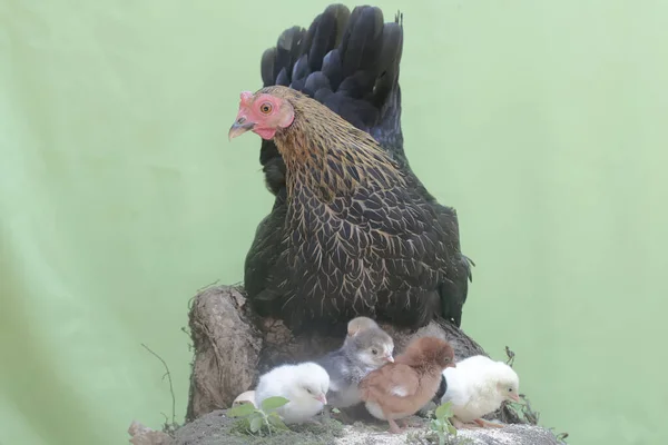 Mother Hen Playing Her Newly Hatched Babies While Incubating Her — Stock fotografie