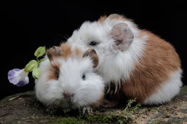 İki sevimli ve tapılası bebek kobay yere düşmüş çiçekleri yiyorlar. Bu kemirgen memelinin bilimsel adı Cavia Porcellus..