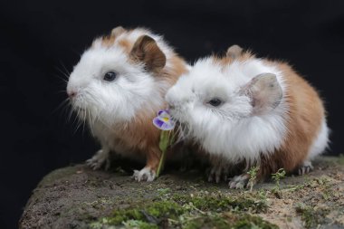 İki sevimli ve tapılası bebek kobay yere düşmüş çiçekleri yiyorlar. Bu kemirgen memelinin bilimsel adı Cavia Porcellus..