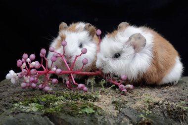 İki sevimli ve tapılası bebek kobay yere düşmüş çiçekleri yiyorlar. Bu kemirgen memelinin bilimsel adı Cavia Porcellus..