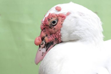 Erkek Moskovalı ördeğin yüzü gösterişli ve ağırbaşlıdır. Bu ördeğin bilimsel adı Cairina Moschata..