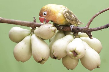 Genç pembe Malay elmalarını yiyen bir aşk kuşu. Gerçek aşkın sembolü olarak kullanılan bu kuşun bilimsel adı Agapornis fischeri..