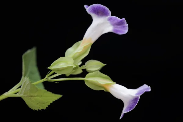 위트본 아름다움 꽃에는 과학적 이름인 토레니아네 니에리가 — 스톡 사진